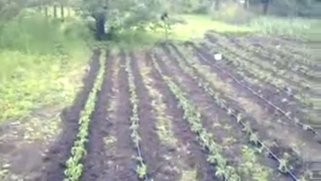 Капля - система капельный полив видео (автоматический)