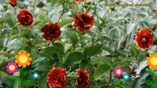 Лапчатка гибридная Арc ен Циел. Краткий обзор, описание характеристик potentilla hybrida Arc en Cie смотреть онлайн