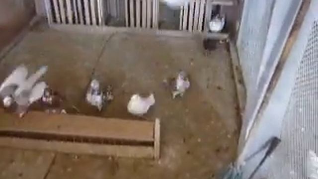 Голуби вьют гнезда смотреть онлайн