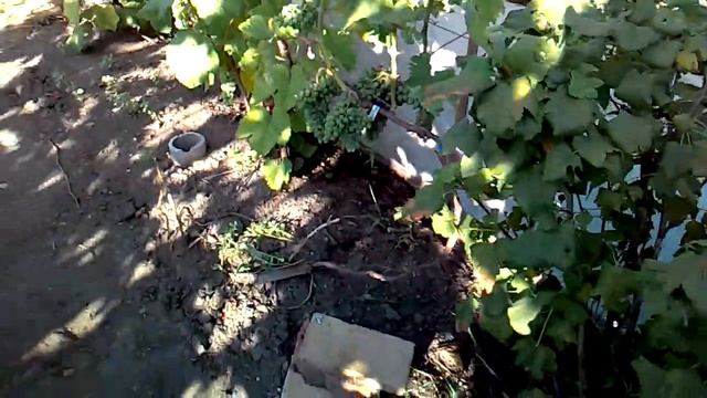 Виноград Монарх, отличие привитого на Амурца и корнесобственного смотреть онлайн