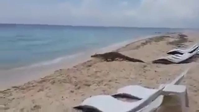 Пляж в Мексике... для тех, кто любит пощекотать себе нервы смотреть онлайн