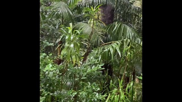 Азорские острова. Остров São Miguel, parque Terra Nostra. смотреть онлайн