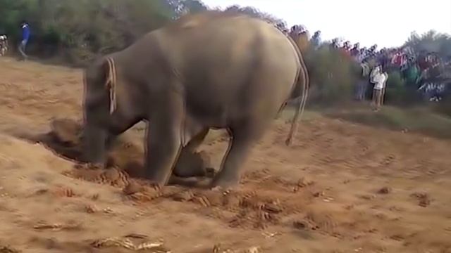 Слониха 11 часов рыла яму в земле. Вы будете шокированы, когда узнаете зачем... История до слёз смотреть онлайн