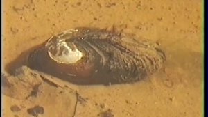 Беззубка. Моллюск.  Работают сифоны.