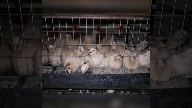 Заводчик?САМОГО КРУПНОГО перепела Украины. Альбинос техасский стандарт белый Фараон американский смотреть онлайн