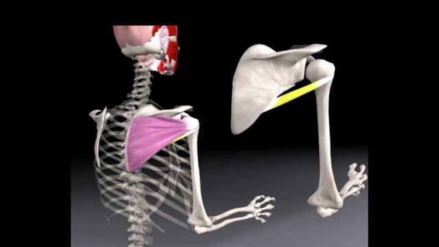 Ротаторы Плеча. Функция. Травмы.