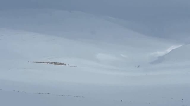 Бегущие олени смотреть онлайн