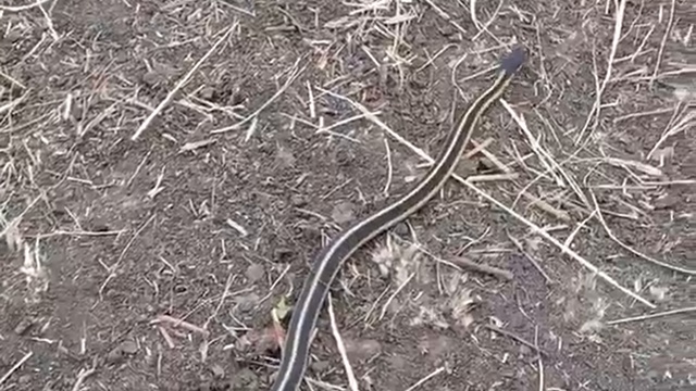 Змея танцует смотреть онлайн