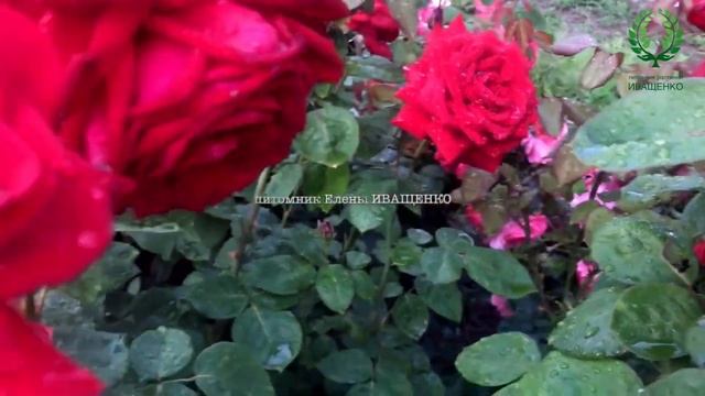 Роза Супер Гранд Аморе / Super Grande Amore. Видео/карта. Питомник ? и ? Е. Иващенко смотреть онлайн