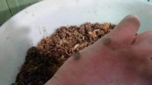 032 - Разведение восковой моли