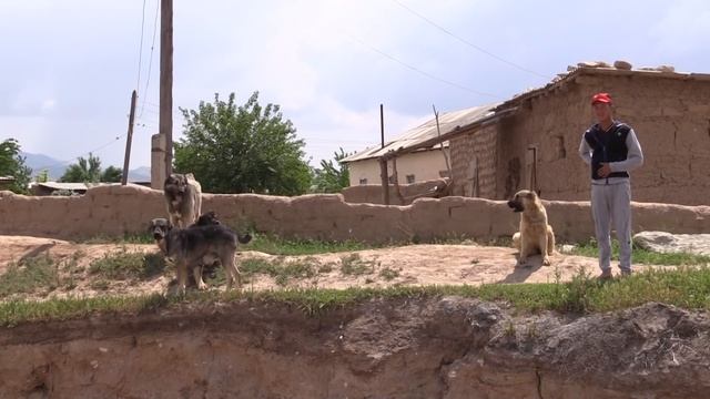 Таджикские саги дахмарда чабана Джумы смотреть онлайн