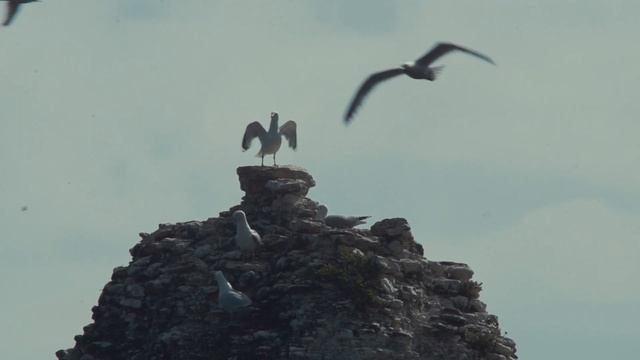 Sony NEX-7 Video Footage (2018)