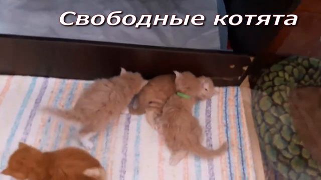 Свободные котята Мейн-Кун из питомника Кун-ВиЛе-Кун. Наш сайт: http://kunvilekun.ru/ смотреть онлайн