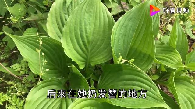 这个植物叫玉簪价值很高可以做盆栽开花很好看同时它还有很多用处 смотреть онлайн