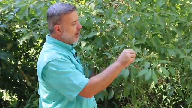 Common Sassafras (Sassafras Albidum) - Plant Identification