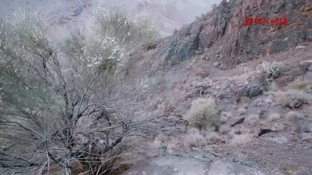 WORLD RECORD!!! Персидский Пустынный Козерог! Иран. Persian Desert Ibex! IRAN. смотреть онлайн