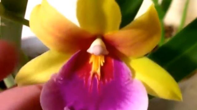 Новые орхидеи: энциклия гарциана и брассавола нодоза. Цветет мильтония Сансет смотреть онлайн