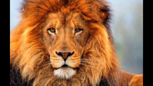 Если ты будеш спокоен и уверен в себе у тебя не будет проблем смотреть онлайн