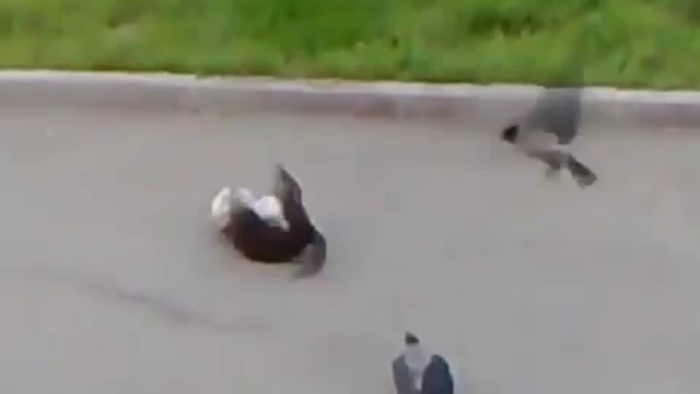 Коты и вороны смотреть онлайн