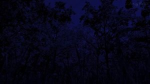 3 Часа ночные звуки сверчков в лесу для быстрого сна и релаксации