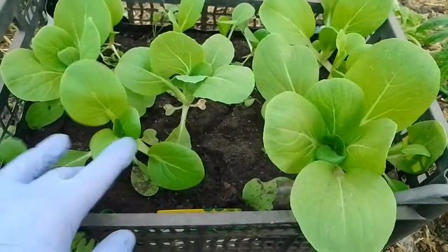 Китайская капуста Краса востока в ящике. Первый урожай в апреле . смотреть онлайн