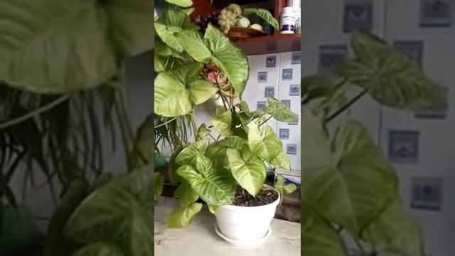 Сингониум уход, полив, размножение, пересадка смотреть онлайн