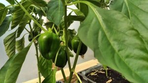 Выращивание ТОМАТОВ в пакетах, ПЕРЦЕВ в ящиках? Наш ЭКСПЕРИМЕНТ!