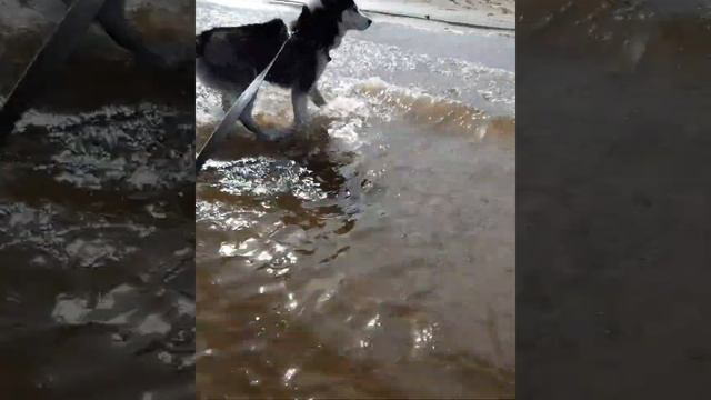 Айк на Волге, проверка температуры воды смотреть онлайн