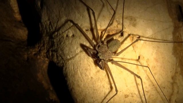 Whip Spider, Cave, Belize. Фрина, пещера, Белиз (454sp) смотреть онлайн