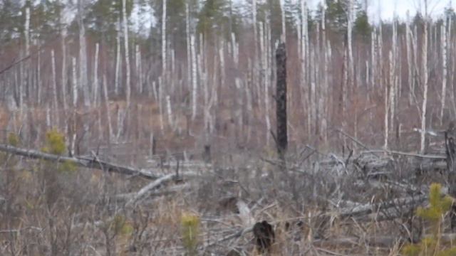 Лосиха с лосенком