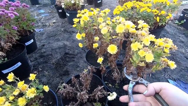 Готовим хризантему мультифлора к зиме смотреть онлайн