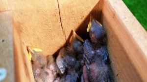 СПАСЕНИЕ МАЛЕНЬКИХ ПТЕНЦОВ, которых НАШЛИ в СПИЛЕННОМ ДЕРЕВЕ