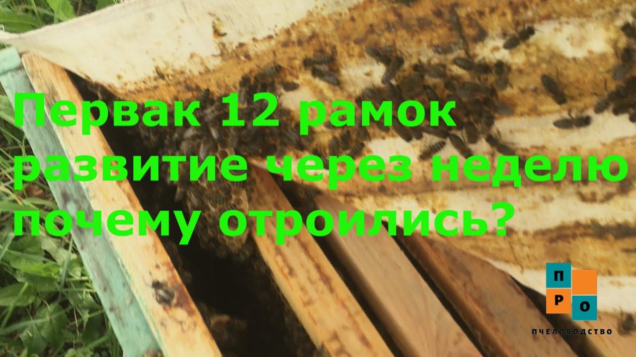 Мощный рой первак занял 11 рамок, как развился через 1,5 недели!? Почему вышел во время взятка? смотреть онлайн