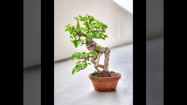 Bougainvillea Bonsai #bonsai #bougainvillea #minibonsai