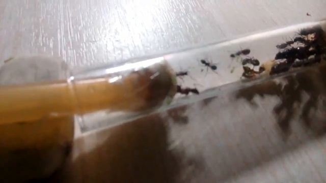 Camponotus herculeanus. Неожиданное переселение. смотреть онлайн