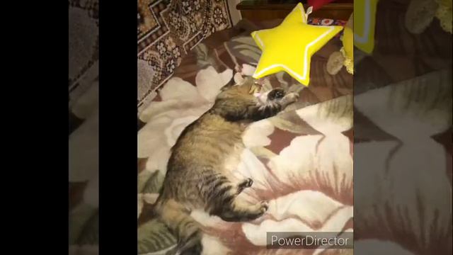 Котики. Подборка фото смотреть онлайн