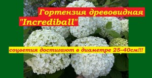 Гортензия древовидная "Инкредибл" ('Incrediball` = `Strong Annabelle')