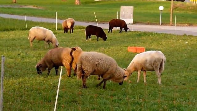 Tiere Paarung Tiere Lustiges Kamel Mating Zucht - Tier Schafe Sind Paarung Lustig Bester Belajar