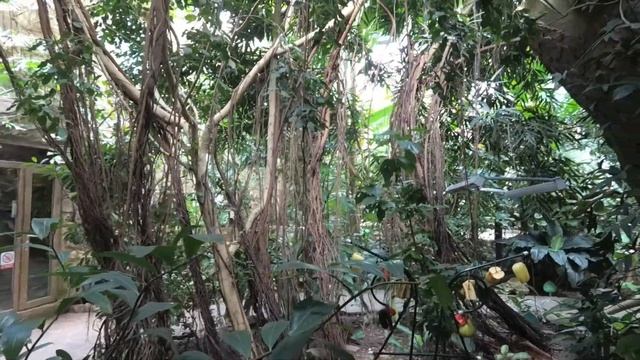 131.Набережная Федоровского,Зоопарк Лимпопо и Ботанический сад, Нижний Новгород часть 2-Julia Radov смотреть онлайн