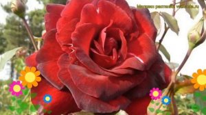 Роза чайно-гибридная Мадаме Делбард. Краткий обзор, описание характеристик Madame Delbard