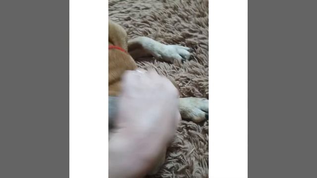 Как взять у собаки кровь из уха,как взять кровь на сахар. смотреть онлайн