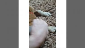 Как взять у собаки кровь из уха,как взять кровь на сахар.