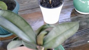 Как отделить детку орхидеи от материнского растения и что с ней делать дальше...