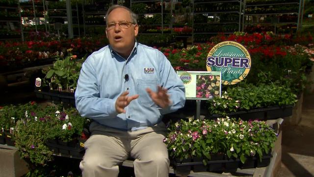 Kauai Torenia proves to be a Louisiana super plant смотреть онлайн