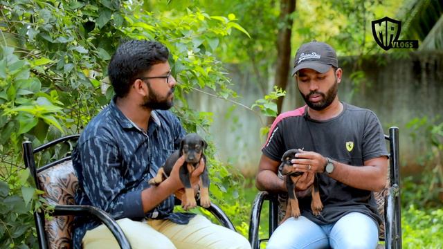 How to select Doberman puppy | Doberman puppies for sales | Dog sales | puppy sales | смотреть онлайн