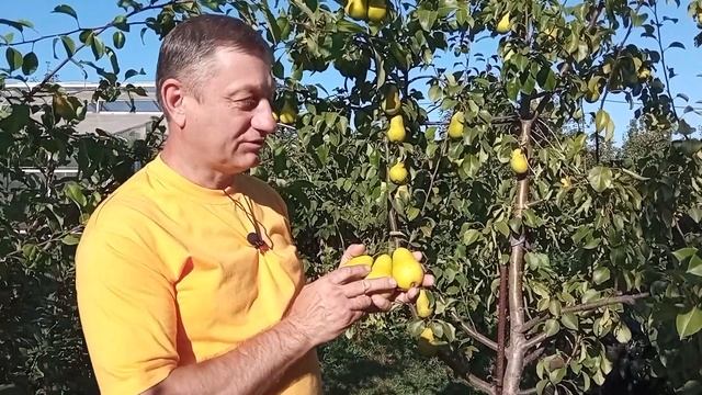 Обзор летних сортов груш урожая 2022 г. смотреть онлайн