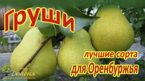 Обзор груш для Оренбуржья
