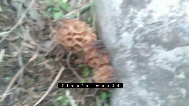 morchella mushroom | morel mushrooms | Morchella esculenta | morchella hunting 2021 | jiya's world смотреть онлайн