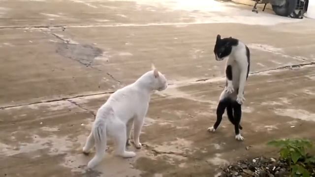 Бой котов в стиле Кобра Fighting Cats Cobra style смотреть онлайн