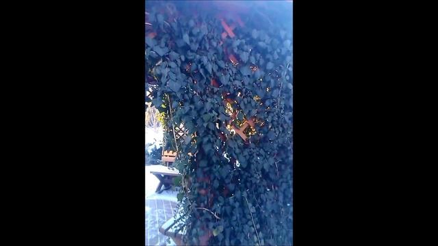 Плющ обыкновенный зимой смотреть онлайн